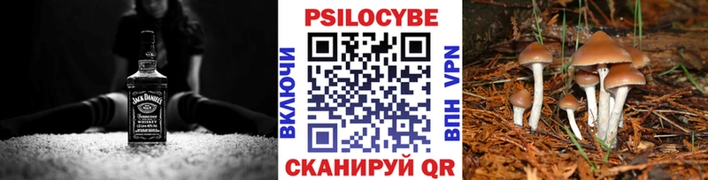 где найти   Вязьма  Галлюциногенные грибы GOLDEN TEACHER 